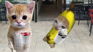 ألقى قط الموز والدمية لتناول الآيس كريم، لكنهما سقطا بالفعل!