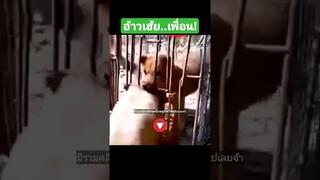 ^มีรวมคลิปเต็มชุดนี้กดดูลิงค์ด้านบนเลยจ้า^ อ้าวเฮ้ย..เพื่อน!