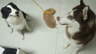 ماذا سيحدث إذا ربطت قطعة لحم بذيل كلب الهاسكي؟