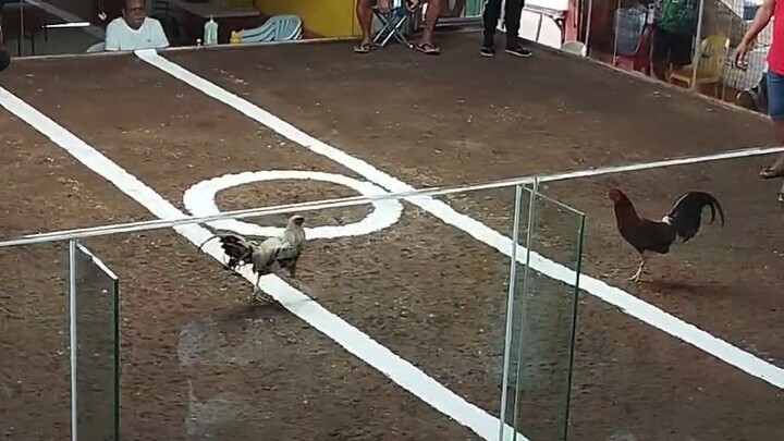 Kelso cross - Win 1st fight