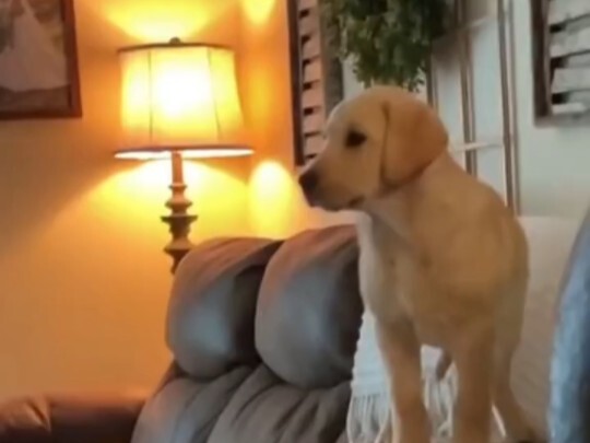 สัตว์เลี้ยงน่ารัก ลาบราดอร์