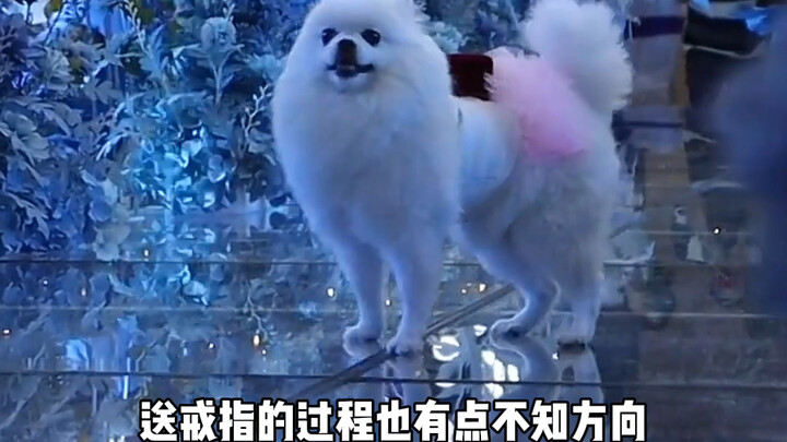 Chú cún cưng nuôi 5 năm nay đã tiễn tôi lên xe hoa rồi!