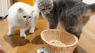 การชั่งน้ำหนักลูกแมวหลังจากผ่านไปนานเป็นอุบัติเหตุต่อเนื่อง