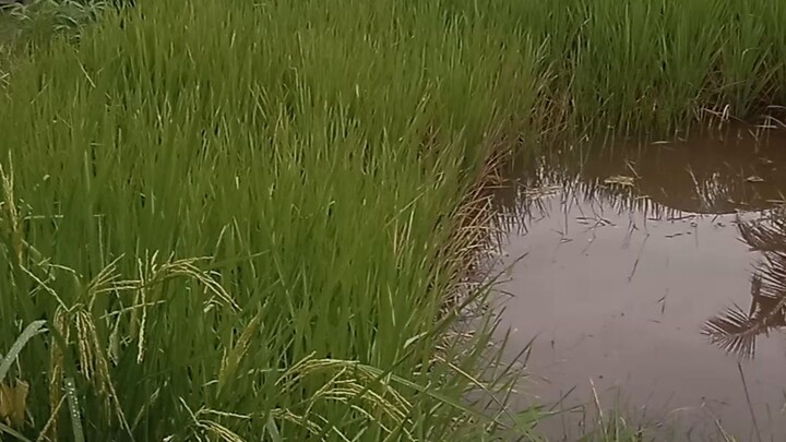 sawah