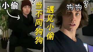 当狗狗们看家时遇见进家里盗窃的小偷，会有什么反应？