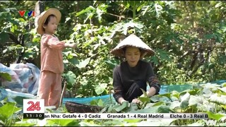 Mái Nhà Tranh trên sóng VTV24 chuyển động 24h I Mái Nhà Tranh
