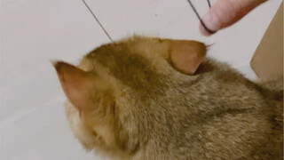 A cat's ears react seven times more than humans'!