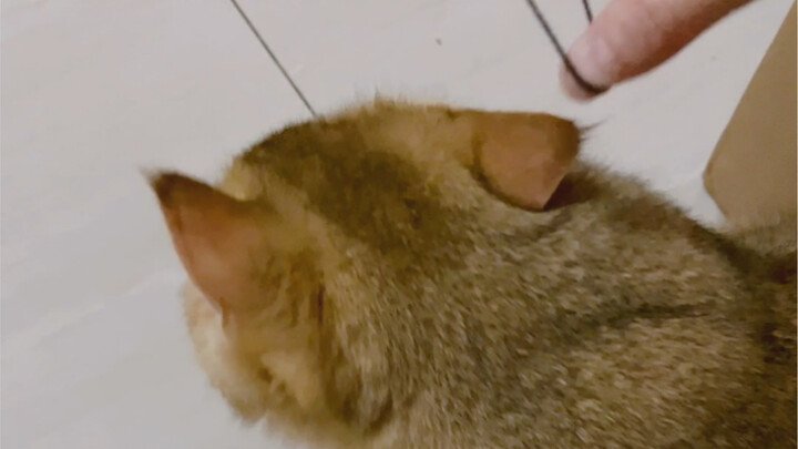 A cat's ears react seven times more than humans'!