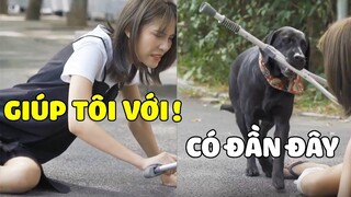 Đần Đen Thông Minh | Có ĐẦN Ở Đây Rồi, Đừng SỢ HÃI Nữa 😥 Gâu Đần Official