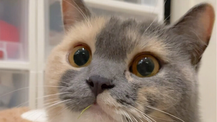 Dipegang dan diremas