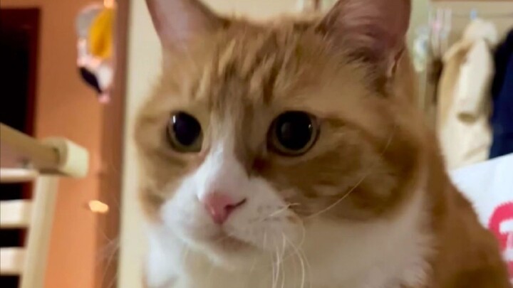 Xiao Mi unlocks a limited-edition new look.