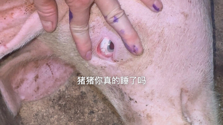 หมูน้อยหลับ VS ยังไม่หลับ