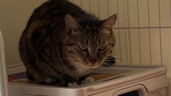 Zhuangzhuang itu kucing betina lho～