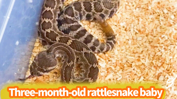 How Lethal Baby Rattlesnake Venom Is? Watch It Hunt To Find Out
