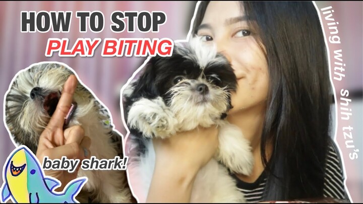 HOW TO STOP PLAY BITING ON SHIH TZU’S | TIPS PARA HINDI KA MAKAGAT!