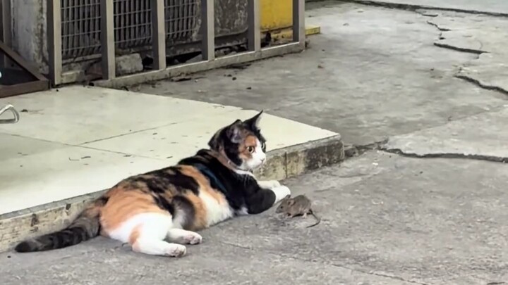 ไม่ได้เห็นทอมจับหนูมานานแล้ว 🐱🐭