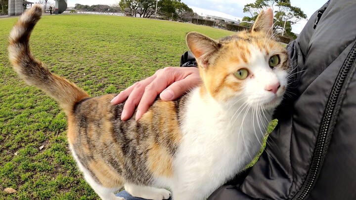 Kucing belang bilang "Naikin lutut"