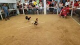 U.S saipan four cock derby🐓🐓🐓🐓🐓