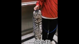 Cat: Forget it, just bear with it and it'll pass.