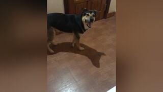 Ui tôi chết mất nó gọi dậy đi làm từ sớm.lơxetải#thucung