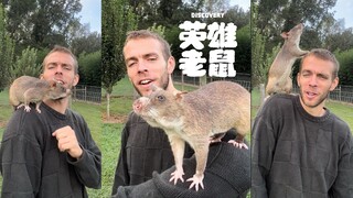 来认识排雷又能检测疾病的「英雄老鼠」