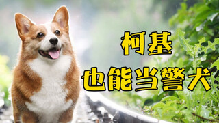 柯基竟然也能当警犬？【宠物知识讲解员】