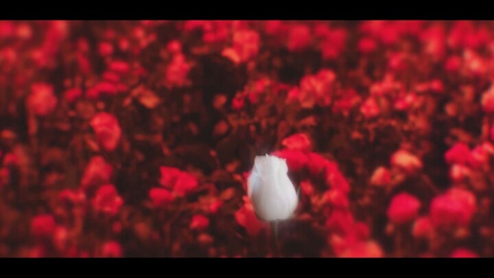 Red Rose and White Rose丨Stream of Consciousness Empty Shot Mix