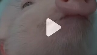 🐽