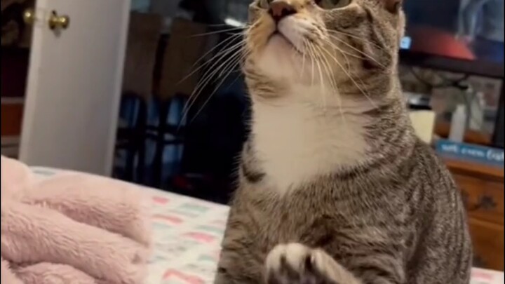 猫咪没有手，但过得很幸福。