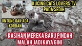 Astagfirullah Pafon Rumah Cats Lovers Tv Runtuh Ini Nasib Kucing-Kucingnya 😥
