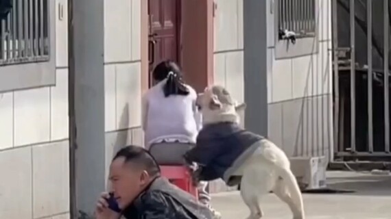 หมาตัวนี้ช่างรู้จักประจบสอพลอนะ