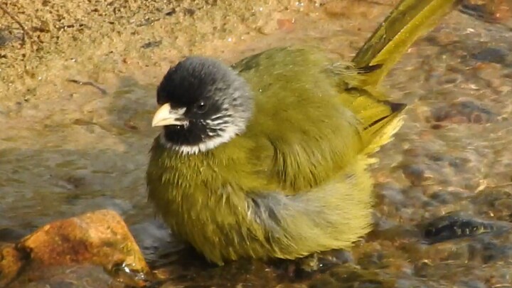 🍵🥧? Em yêu à, em là chiếc bánh trà xanh để anh pha nước uống nè 🍵😋