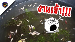 งานเข้าเต็มๆ!!!ไม่อยู่บ้าน4วันกลับมาเจอแบบนี้แทบช็อคสไตลkorattv