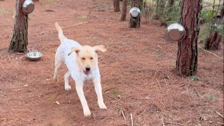 กับดักปุ่ม