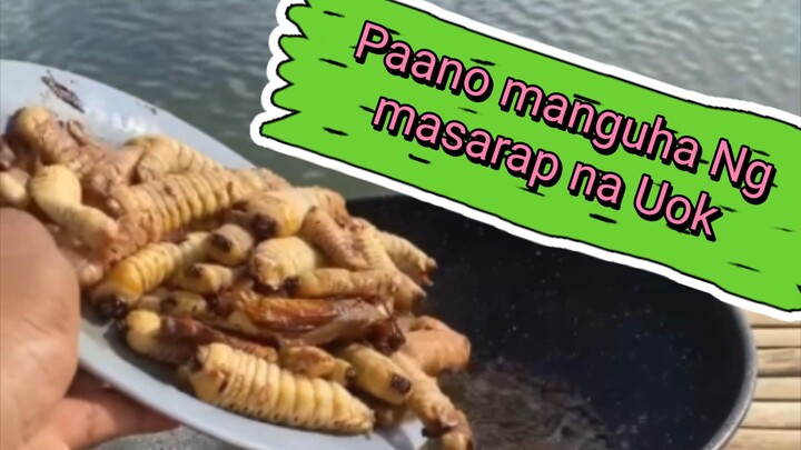 Paano manguha ng masarap na Uok sa may sasahan