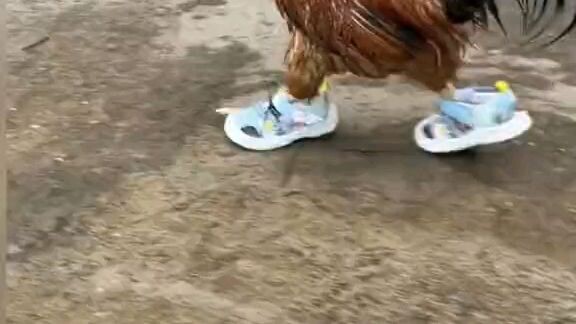 she take my nighbour shoes