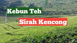 Wisata Kebun Teh Sirah Kencong | Wlingi - Blitar