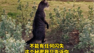 I'm completely broken! That stray cat that escorted me home showed me its secret...