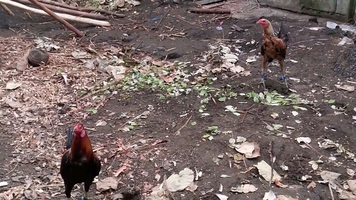 Hennie vs alimbuyugin