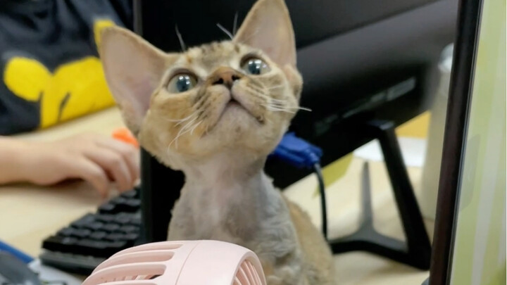 Who would have thought—on my very first day at work, the company gave me a cat!