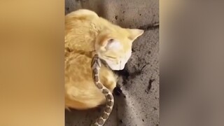 Hú hồn hà... 🐍🐈 meo meow meomeo meowmeow chomeo thucung thucungvuinhon haihuoc haihuocvl haihuochoi dichchuyentucthoi