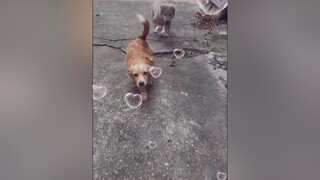 Chạy thế này đc bn tim ạ?...yeucho yeuchomeo cún cúncon chó chómèo chócon chó_cưng chókhôn yeuchomeo cưng chócute pet dogsoftiktok