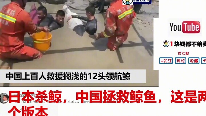 中国上百人救援12头搁浅鲸鱼 美国网友：美国人命还不如中国鲸鱼