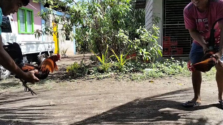 6 months old 1st spar