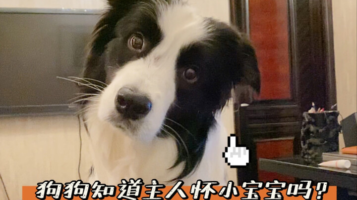 هل يدرك الكلب أن صاحبه يحمل طفلًا في بطنه؟