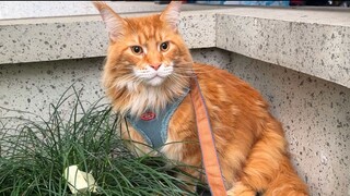 Kadang-kadang benar-benar bertanya-tanya apakah kucing Maine Coon itu sebenarnya kucing atau anjing!