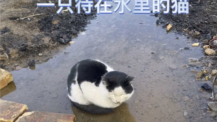 Lần đầu gặp Gou Dan, tôi đã mang chú mèo con bị bệnh bị bỏ rơi về nhà