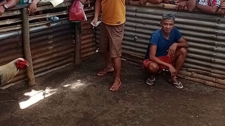 manok n bawi