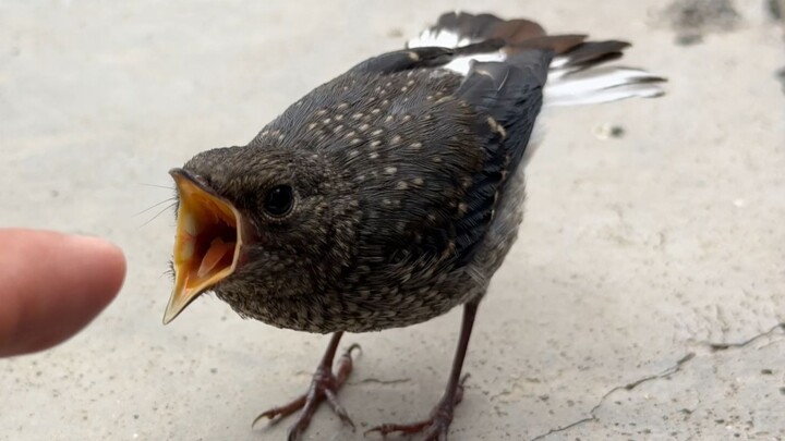 I'm surrounded by a flock of red-tailed bush robins.