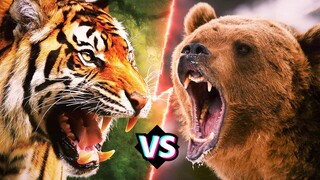 So Sánh Sức Mạnh HỔ SIBERI Vs GẤU XÁM BẮC MỸ | Ai Mới Là Nhà VÔ ĐỊCH